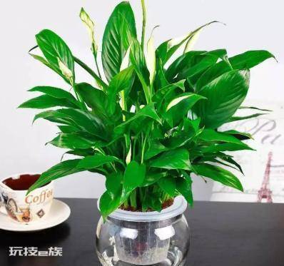 一帆风顺可以水养吗(水培一帆风顺的2个技巧开花不断)-图片1